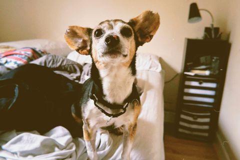 Enlarge Springer, a ADOPTABLE mixed breed in Chicago, IL image 3/4