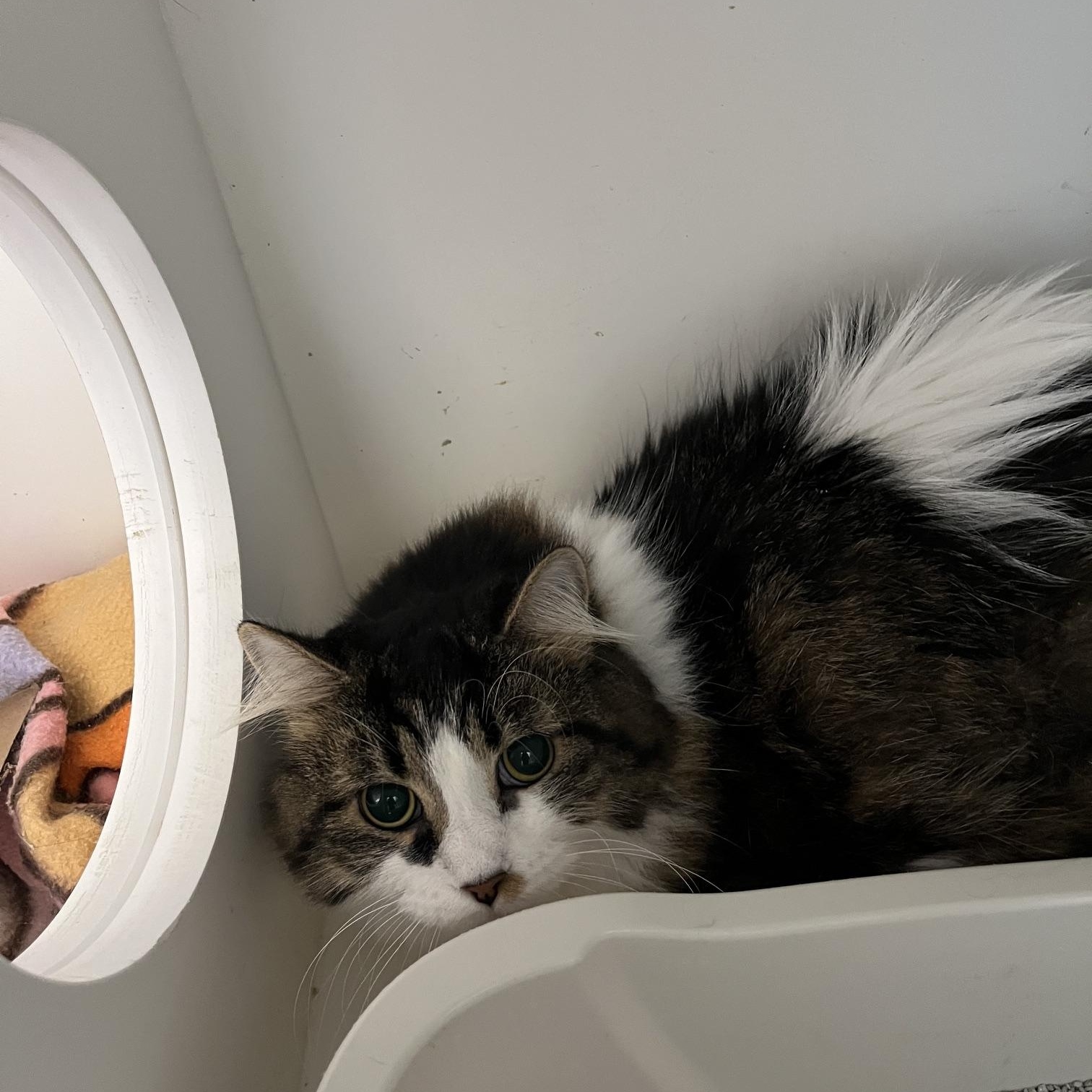 Enlarge Winter & Persephone, a Adoptable Domestic Long Hair in St Thomas, ON image 4/5