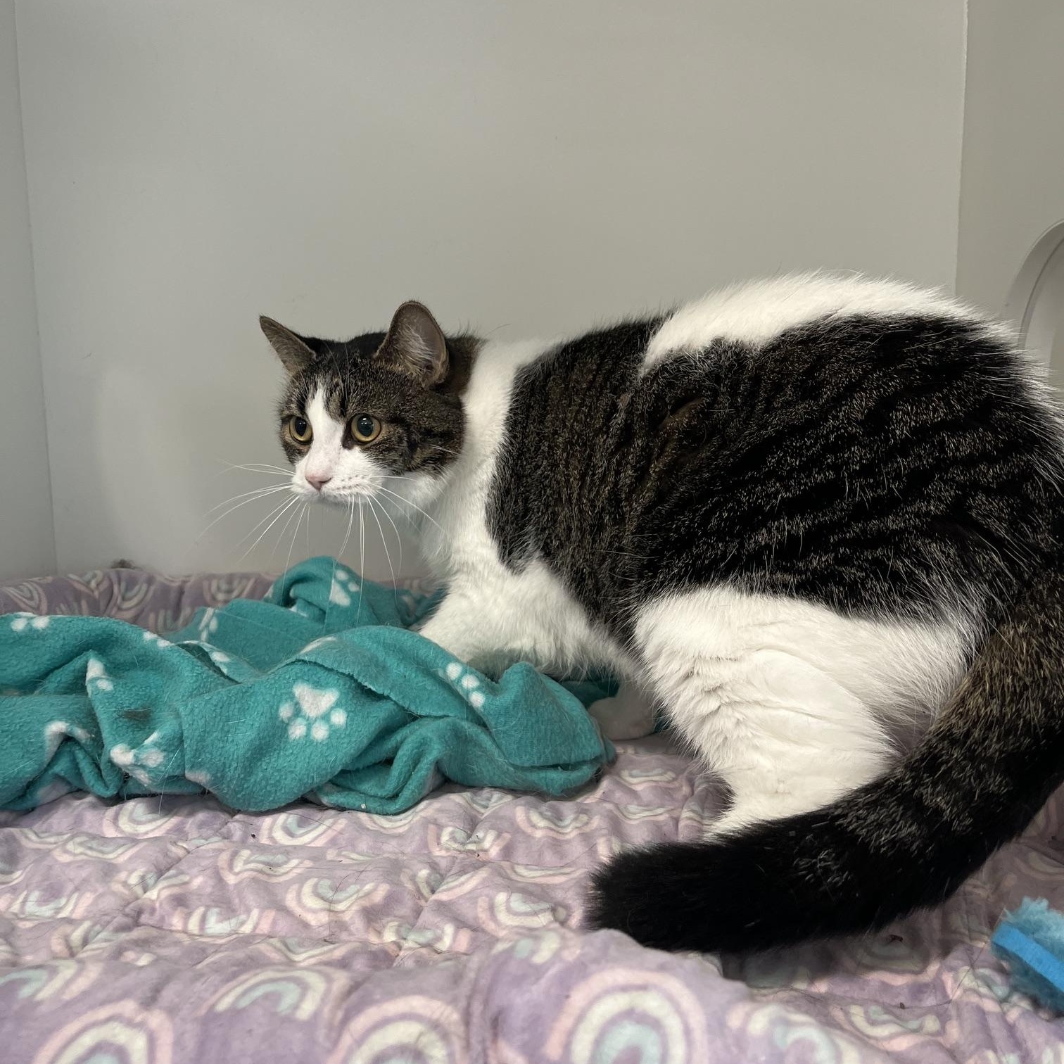 Enlarge Winter & Persephone, a Adoptable Domestic Long Hair in St Thomas, ON image 1/5