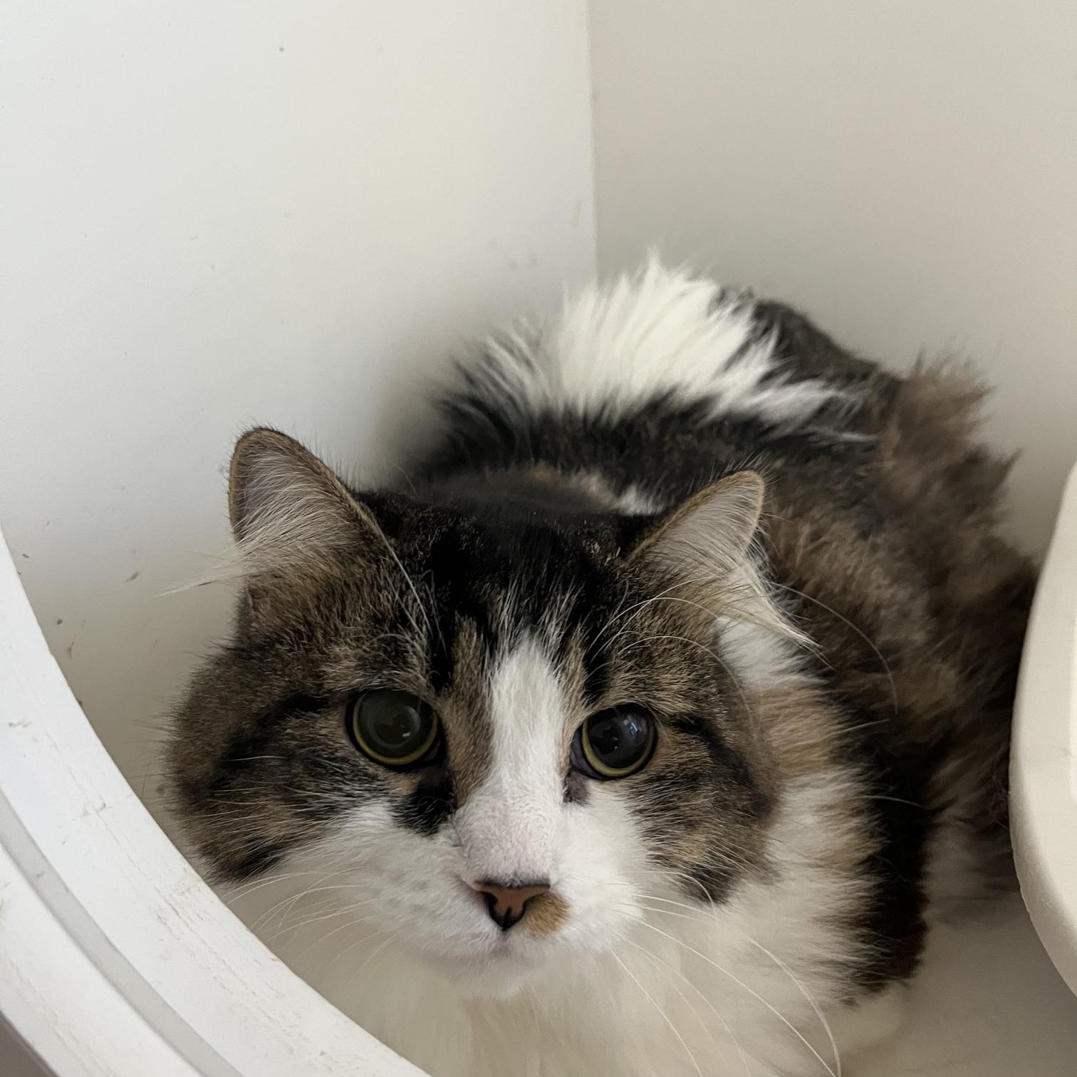 Enlarge Winter & Persephone, a Adoptable Domestic Long Hair in St Thomas, ON image 5/5