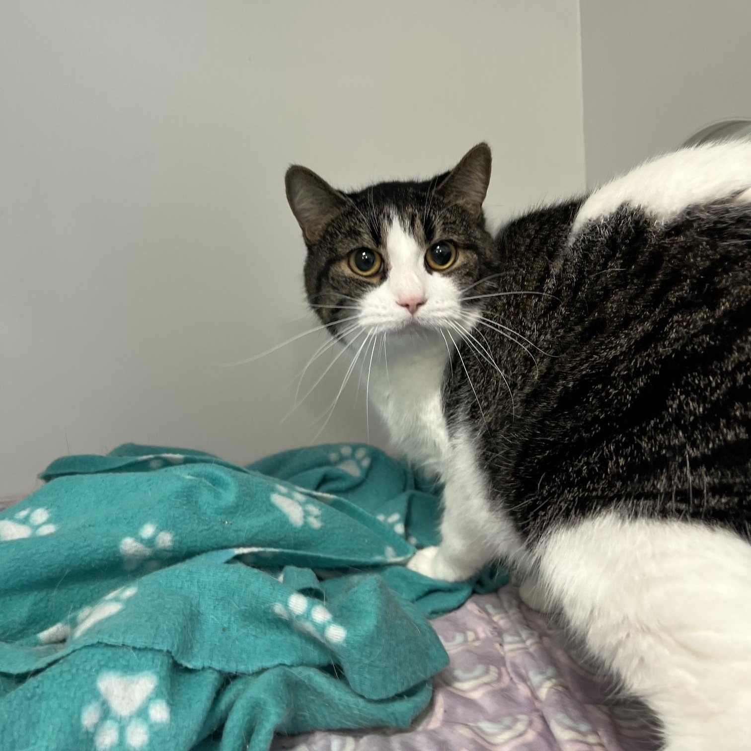 Enlarge Winter & Persephone, a Adoptable Domestic Long Hair in St Thomas, ON image 2/5