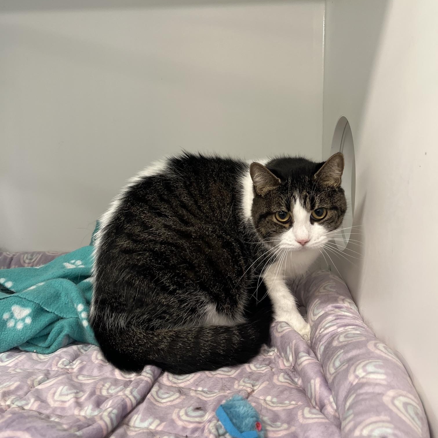 Enlarge Winter & Persephone, a Adoptable Domestic Long Hair in St Thomas, ON image 3/5