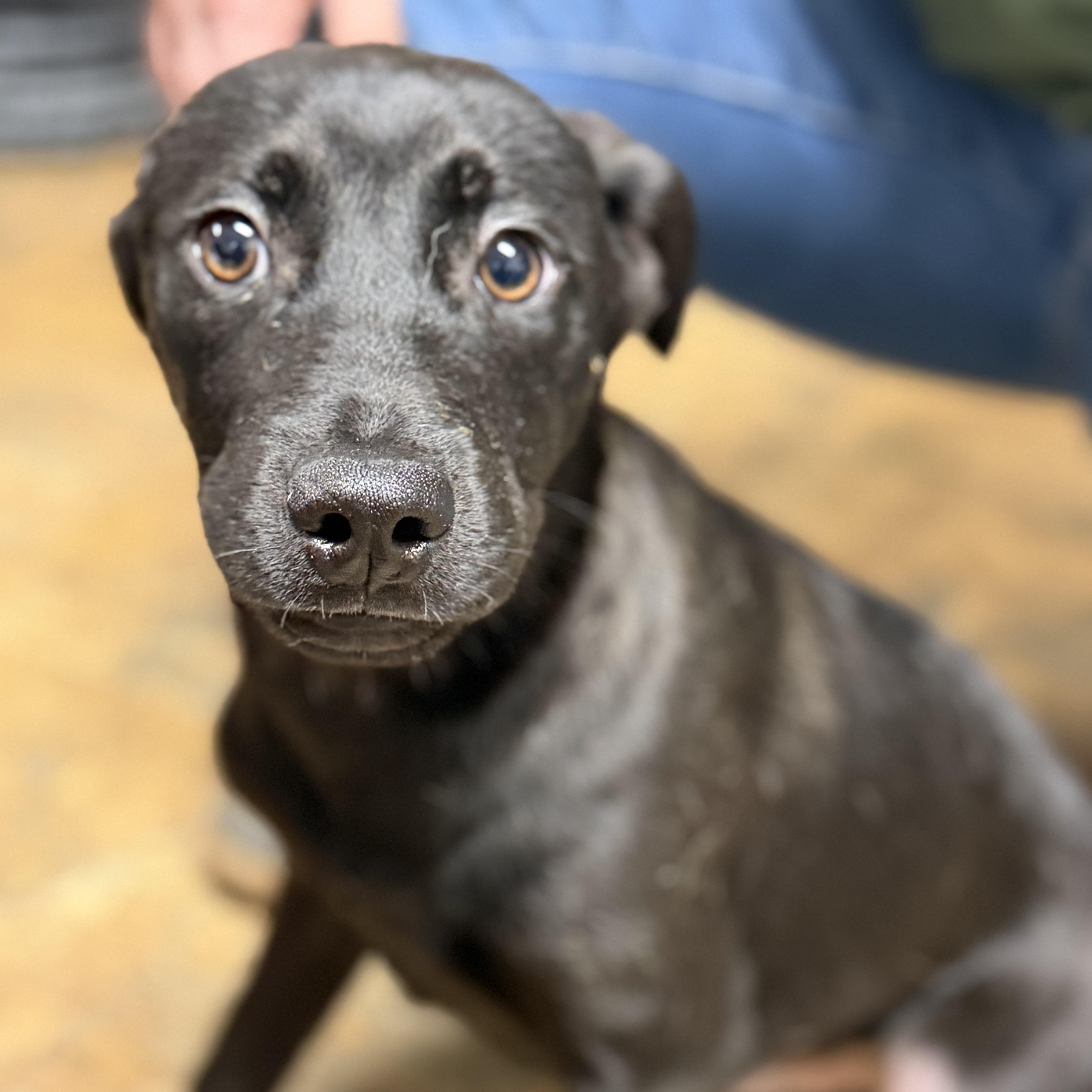 Enlarge Orville, an adopted mixed breed in Providence, RI image 3/3