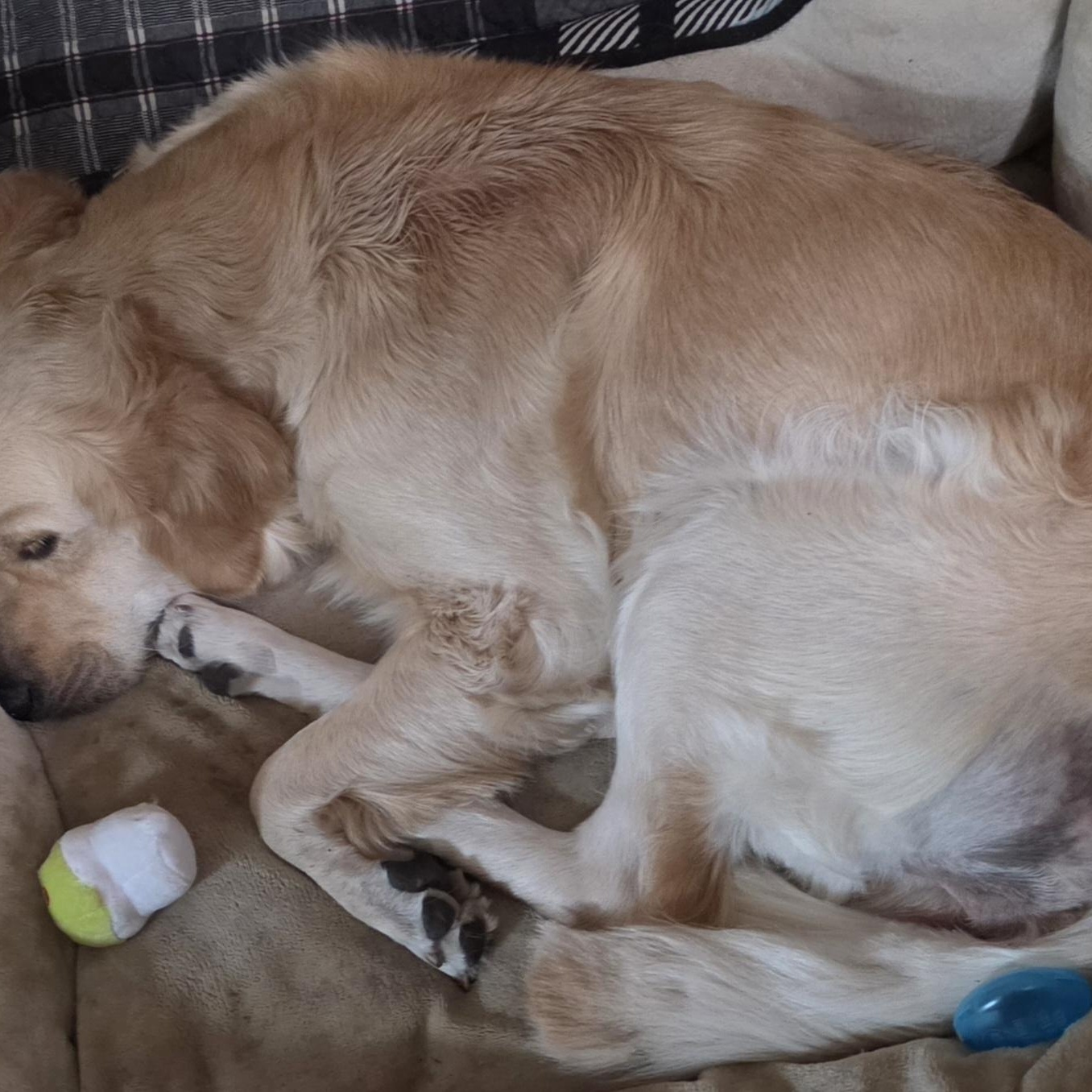 Oatmeal, an adopted Golden Retriever in LaGrange, IN image 3/3