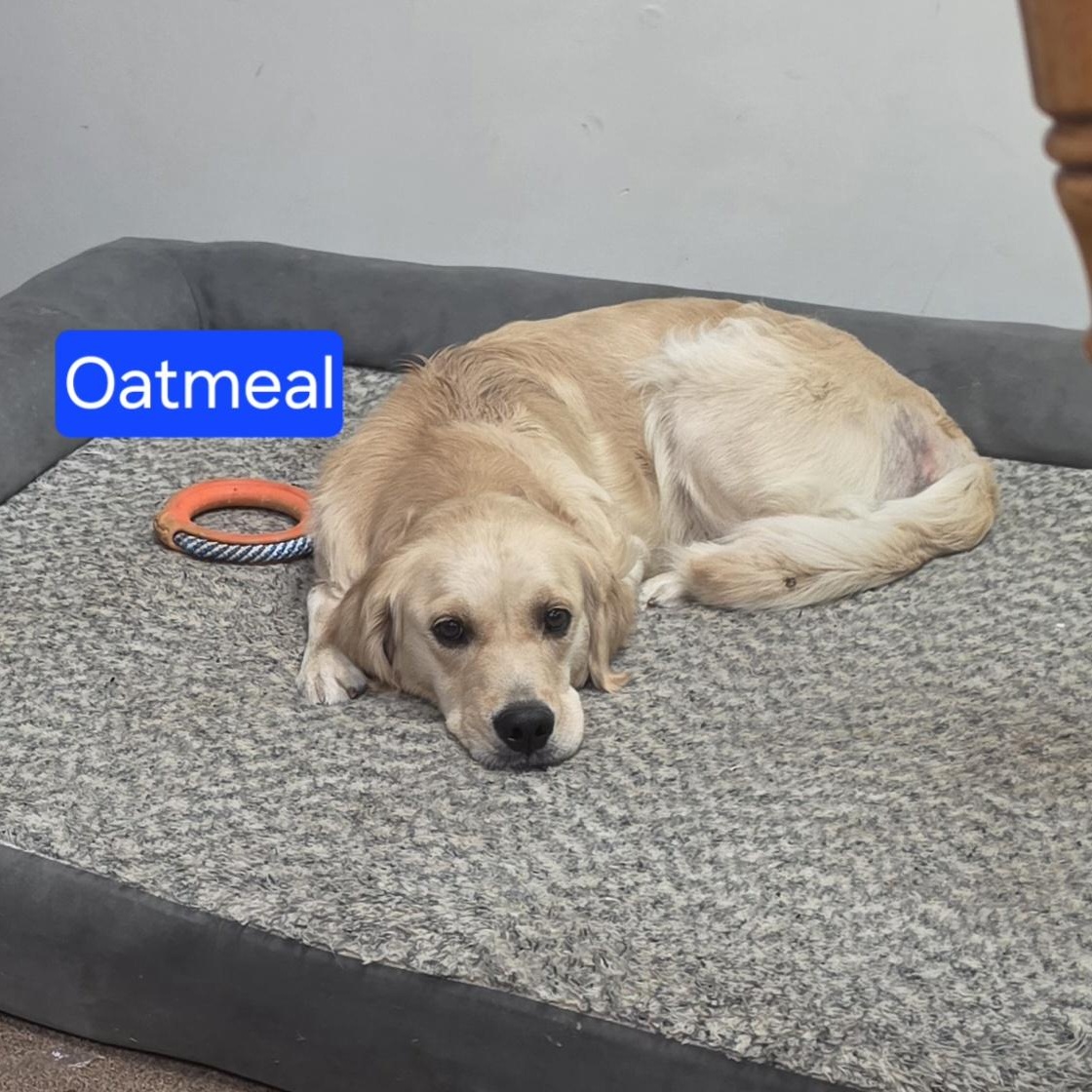 Oatmeal, an adopted Golden Retriever in LaGrange, IN image 2/3