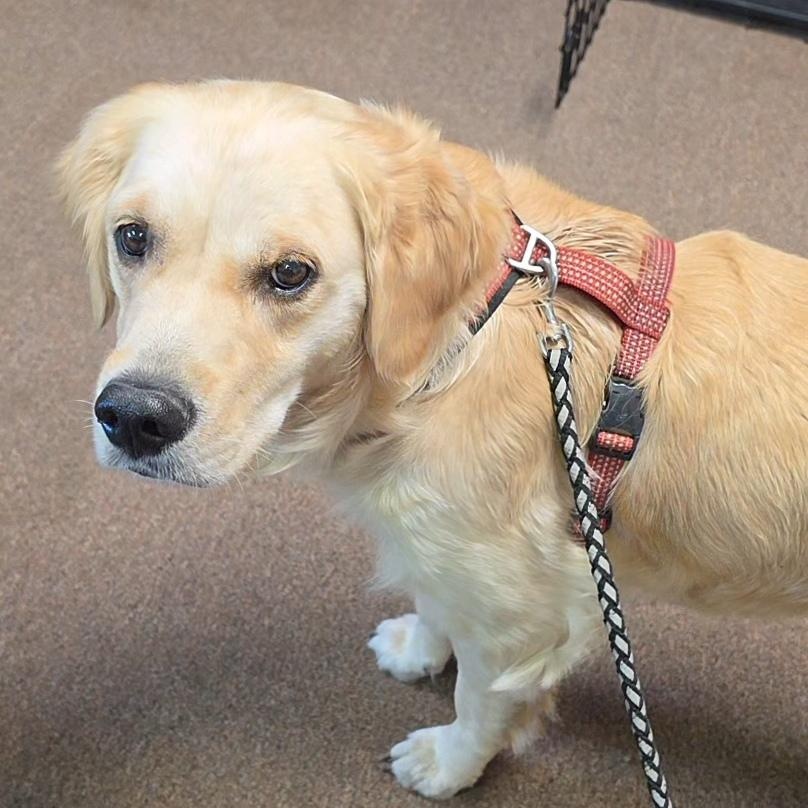 Oatmeal, an adopted Golden Retriever in LaGrange, IN image 1/3
