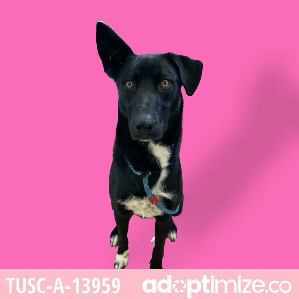 Scorpio — thumbnail 2