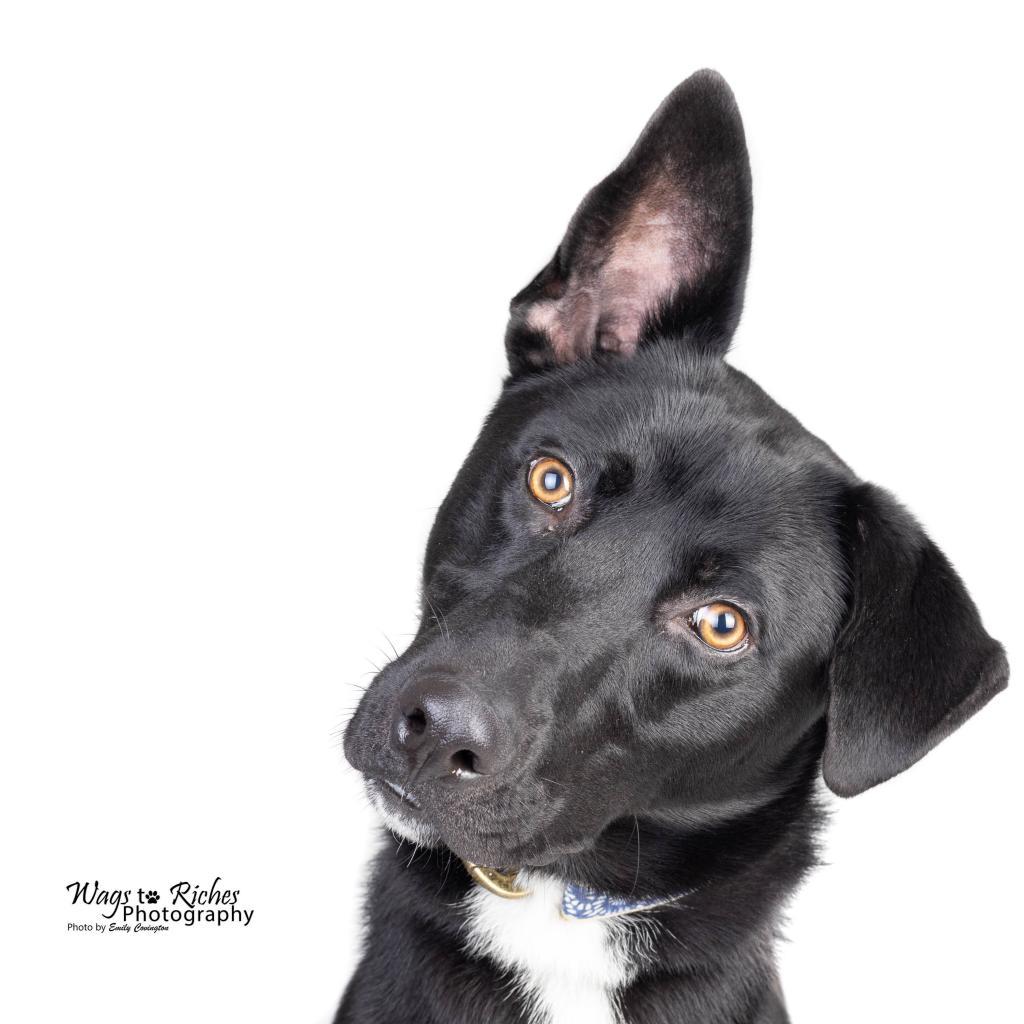 Scorpio — thumbnail 3