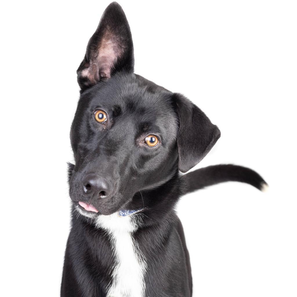 Scorpio — thumbnail 4