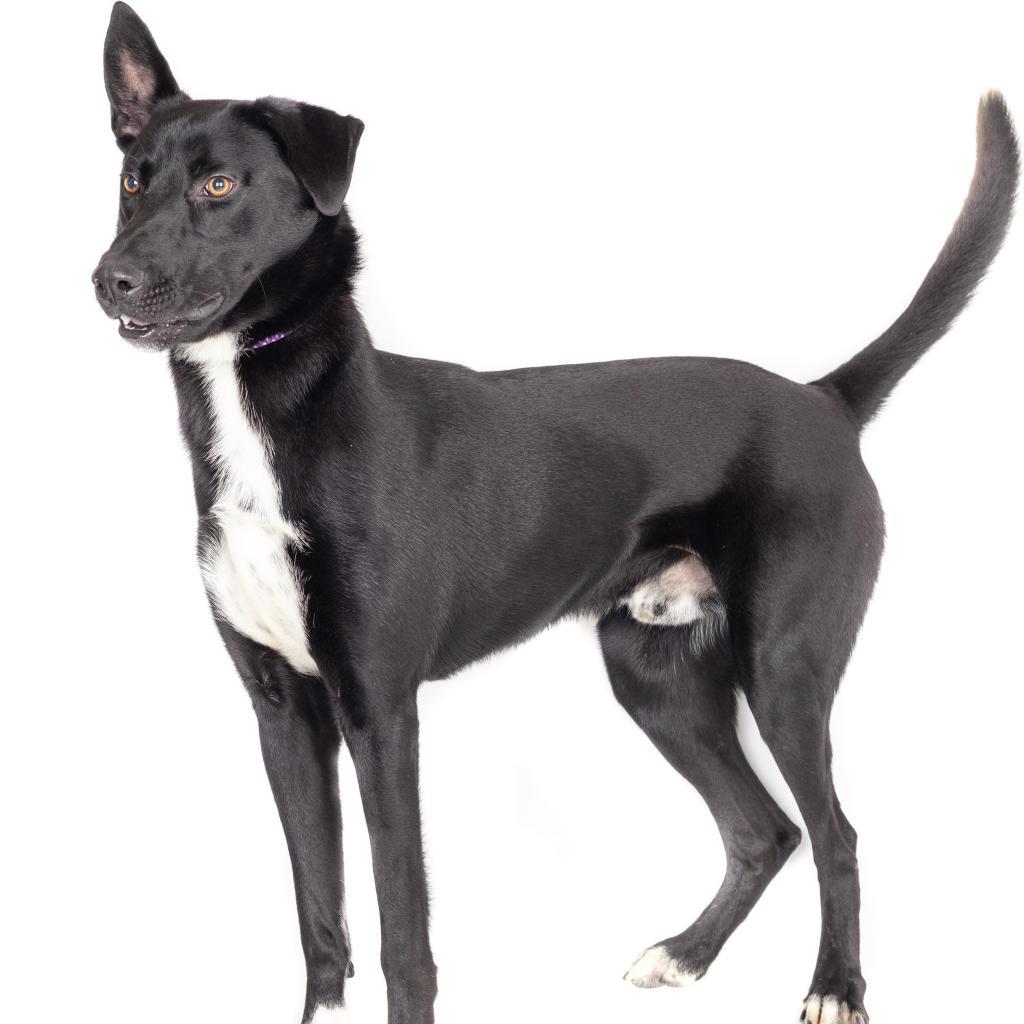 Scorpio — thumbnail 5