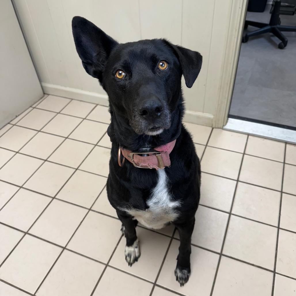 Scorpio — thumbnail 6