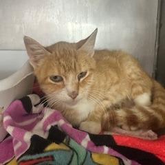 Enlarge Daisy, a Adoptable Domestic Short Hair in Grinnell, IA image 1/3