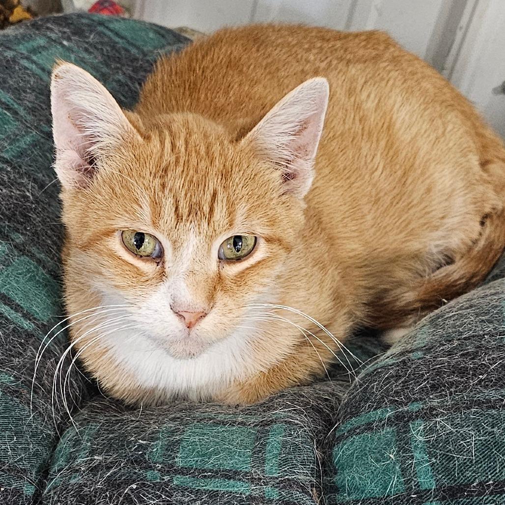 Enlarge Daisy, a Adoptable Domestic Short Hair in Grinnell, IA image 2/3