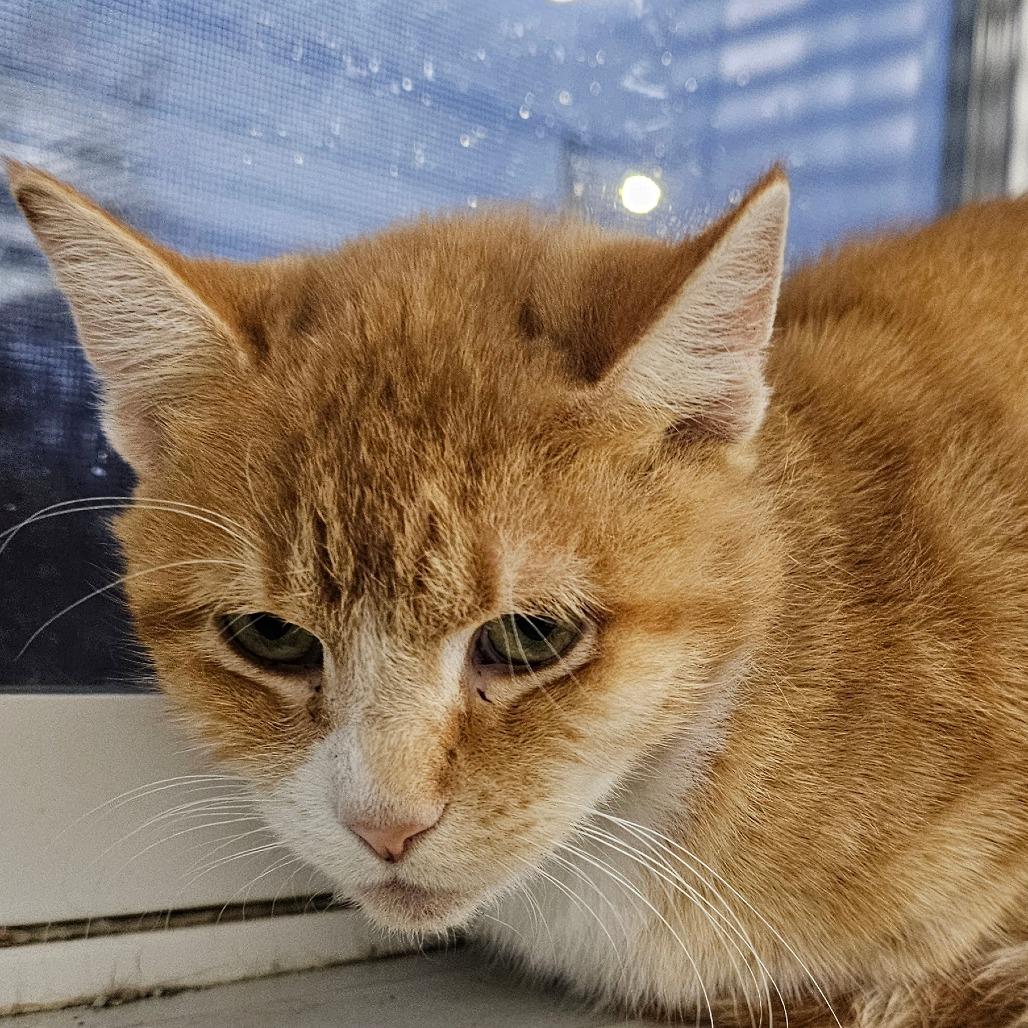 Enlarge Daisy, a Adoptable Domestic Short Hair in Grinnell, IA image 3/3