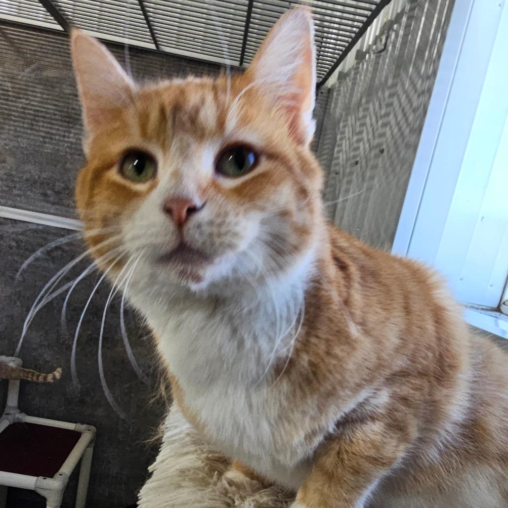 Enlarge Daisy, a Adoptable Domestic Short Hair in Grinnell, IA image 4/4