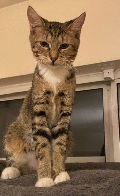 Teeter, Adoptable, Young Male Domestic Short Hair & Tabby.