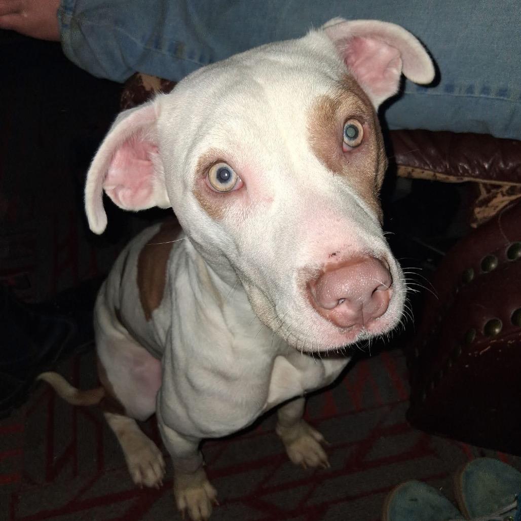 Hope, a Adoptable Mixed Breed in Rossville, GA image 1/5