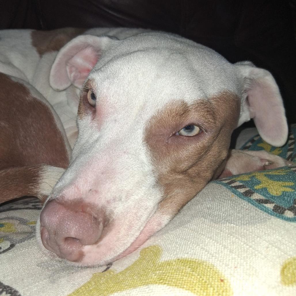 Hope, a Adoptable Mixed Breed in Rossville, GA image 2/5