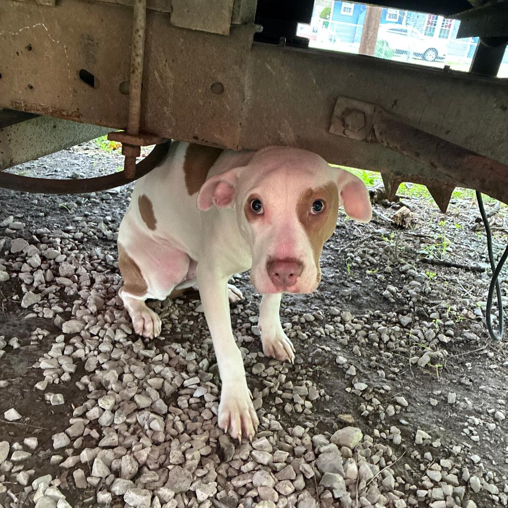 Hope, a Adoptable Mixed Breed in Rossville, GA image 4/5