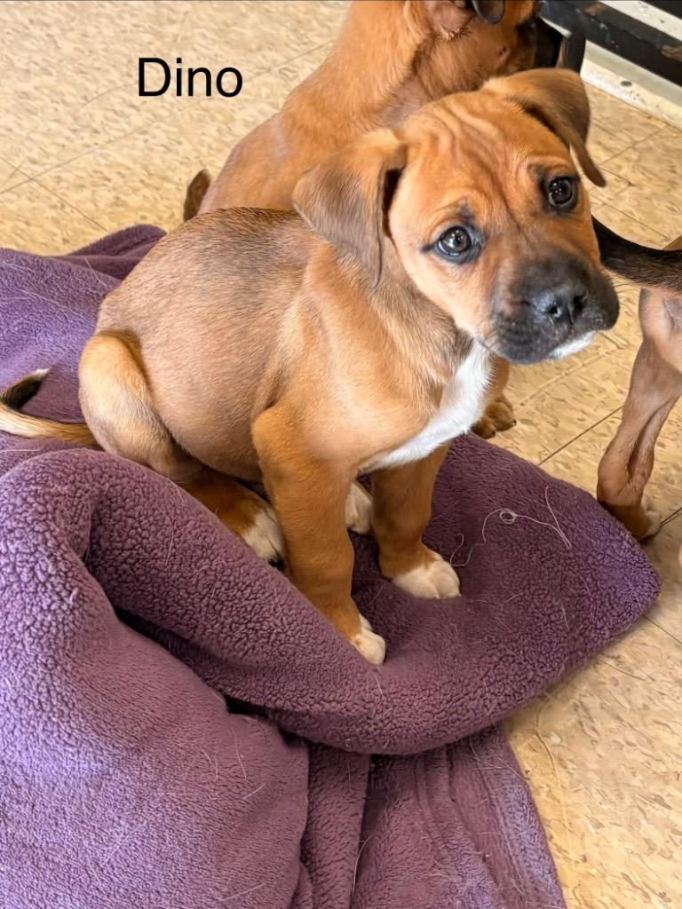 Dino, Adopted, Puppy Male Boxer.