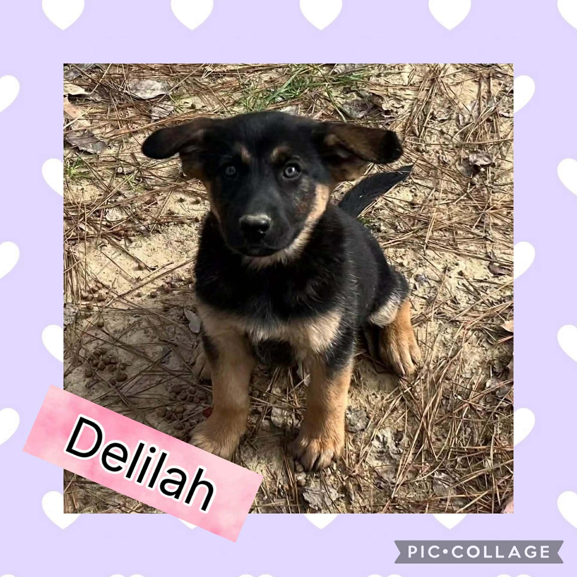 Delilah
