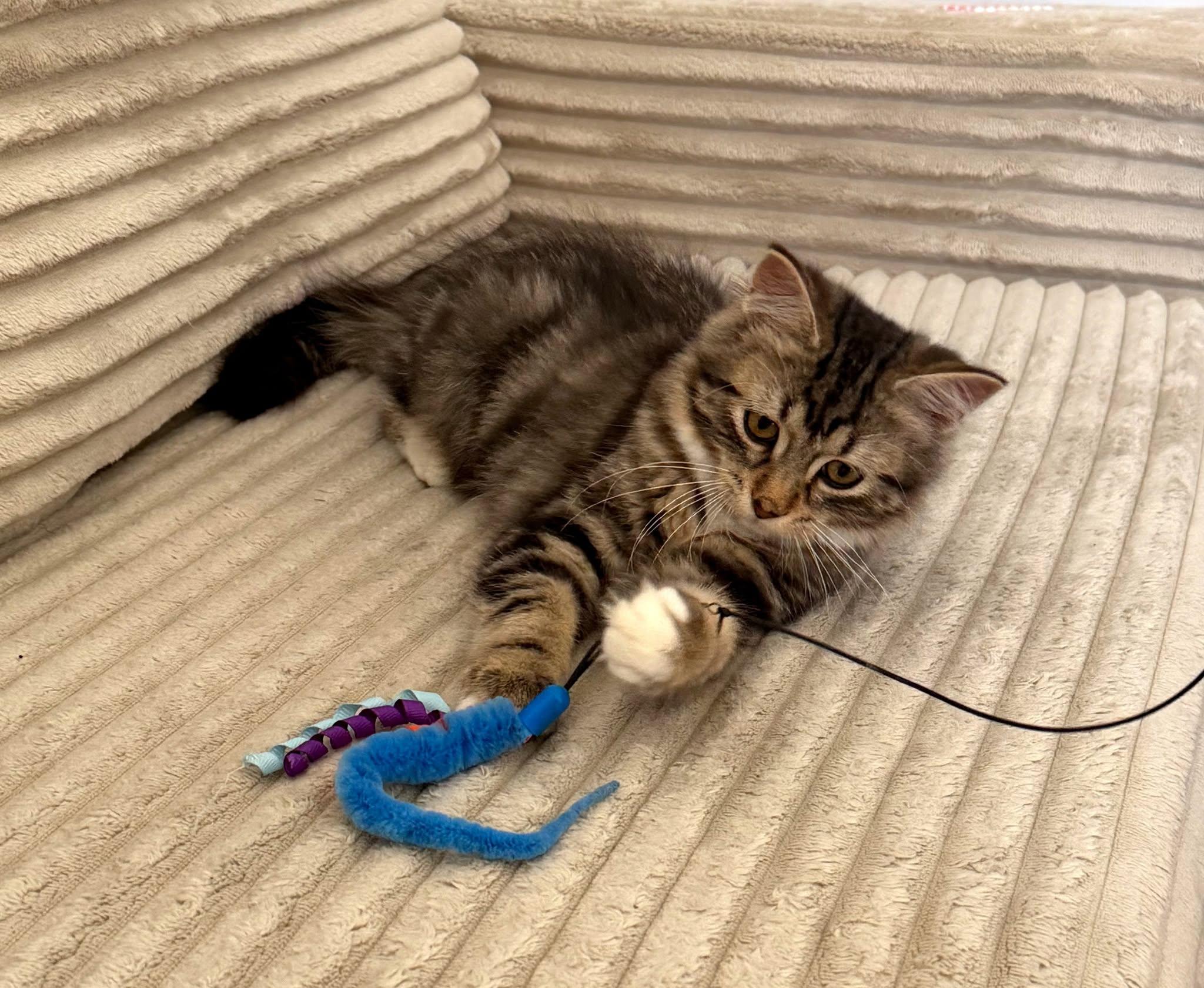 Noah, Adoptable, Kitten Male Maine Coon & Domestic Medium Hair.