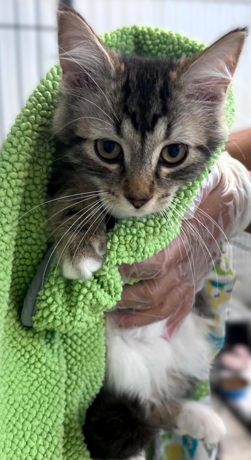 Enlarge Noah, a Adoptable mixed breed in Hamilton, ON image 4/6