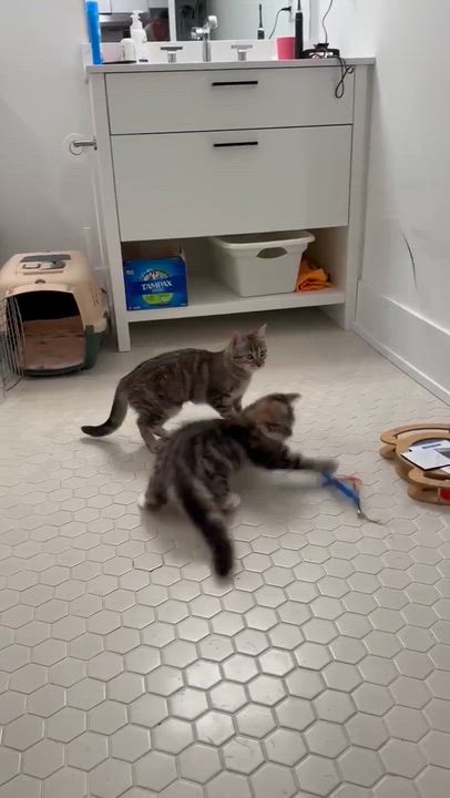 Enlarge Noah, a Adoptable mixed breed in Hamilton, ON video 6/6