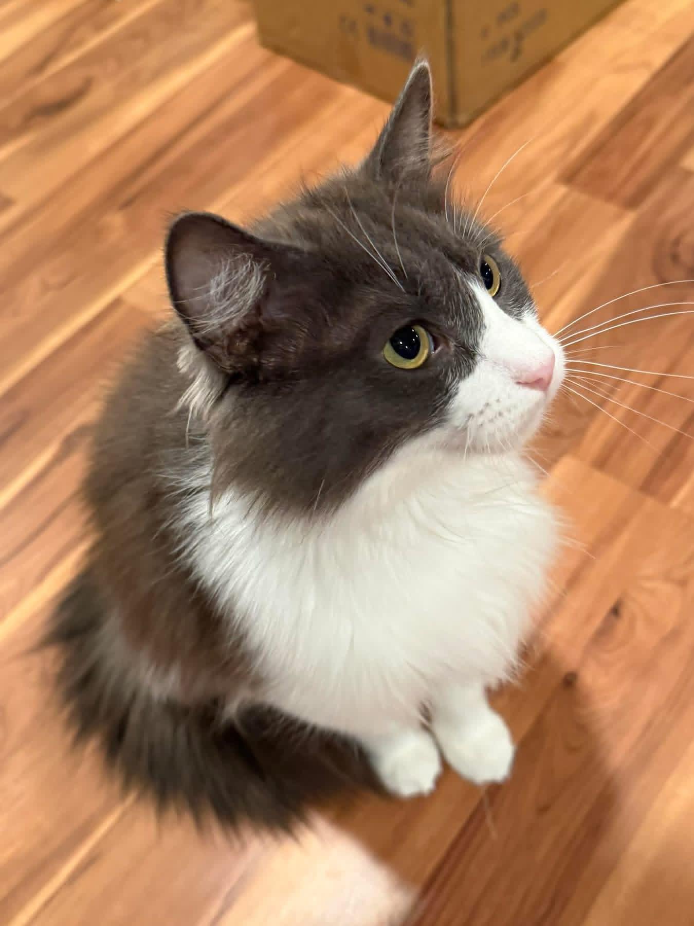 Stormy, an adopted Domestic Long Hair in Crossville, TN image 2/3