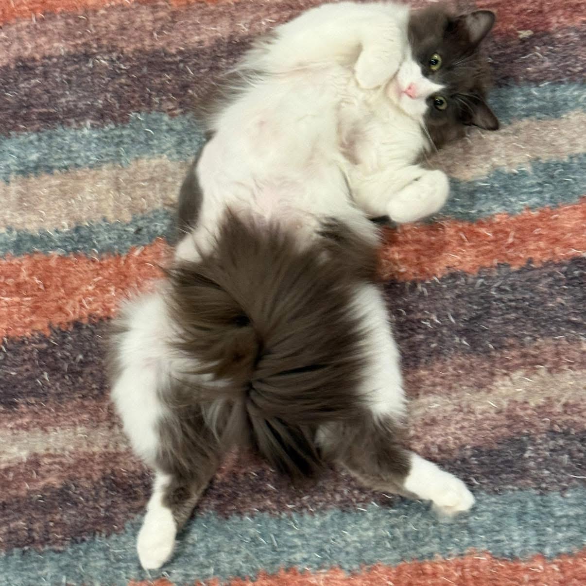 Stormy, an adopted Domestic Long Hair in Crossville, TN image 3/3