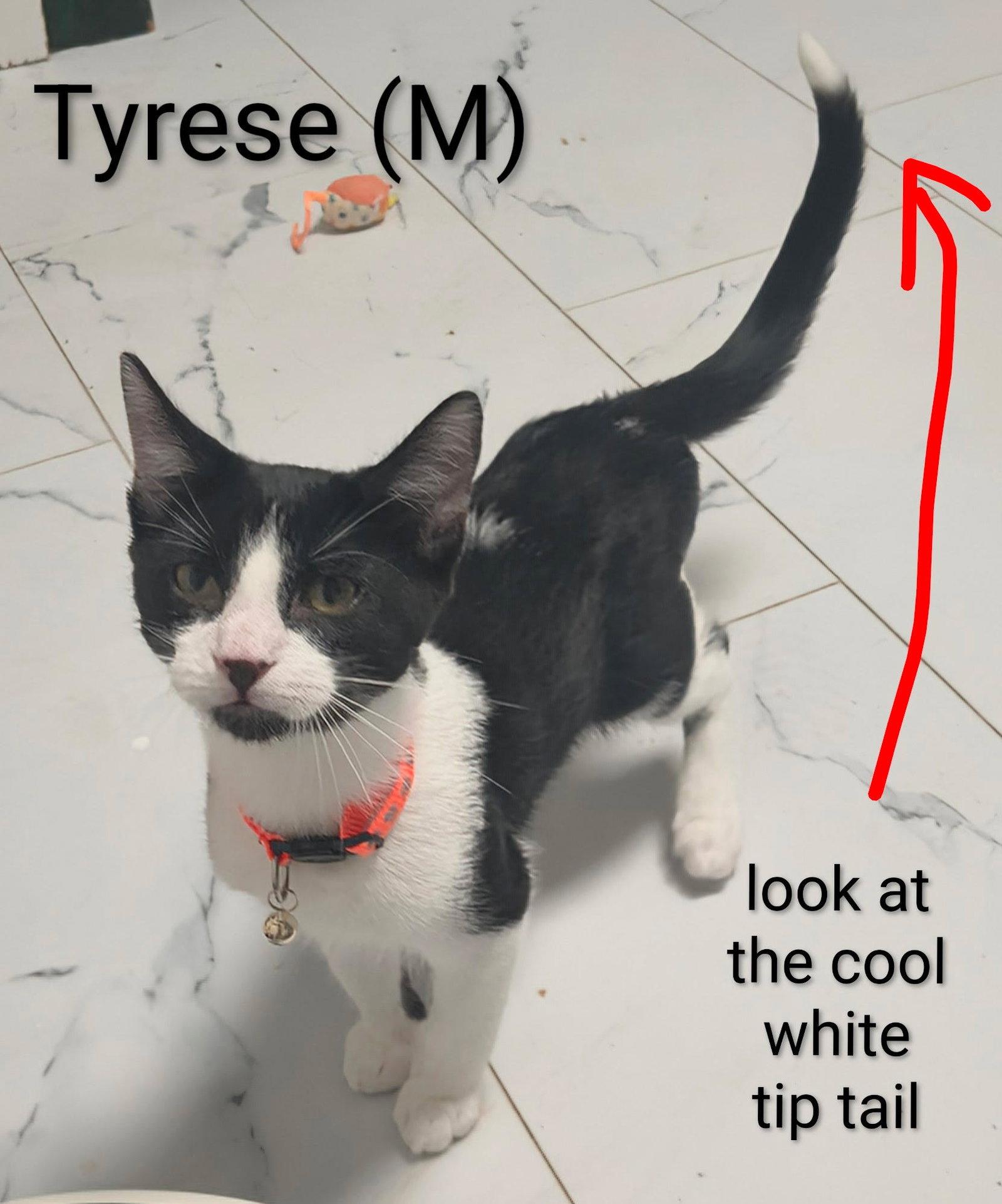Tyrese, a Adoptable mixed breed in Saugerties, NY image 1/2