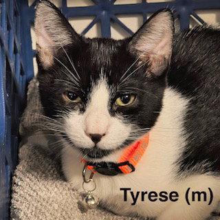 Tyrese, a Adoptable mixed breed in Saugerties, NY image 2/2