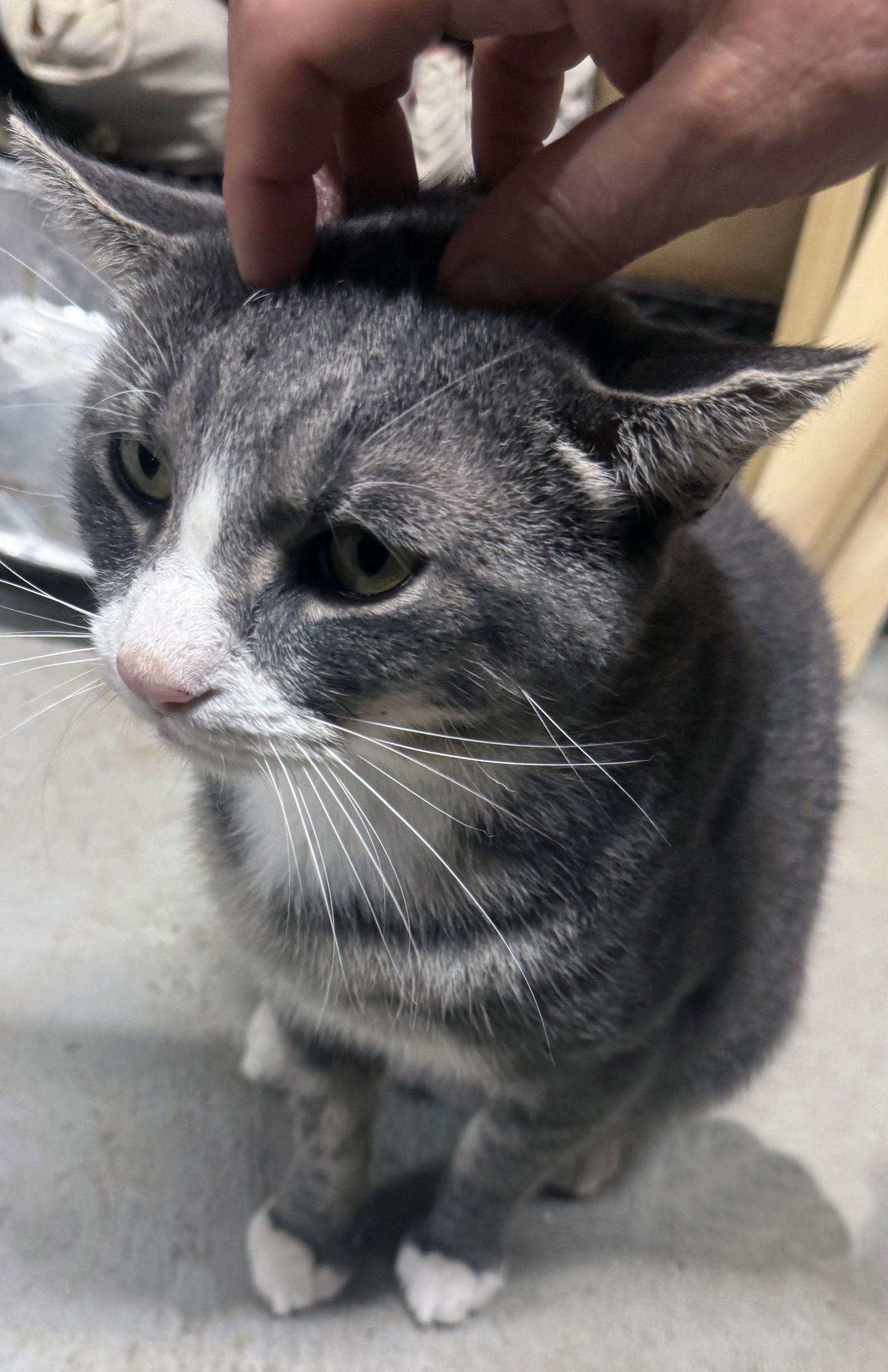 Joey, Adoptable, Young Male Domestic Short Hair.