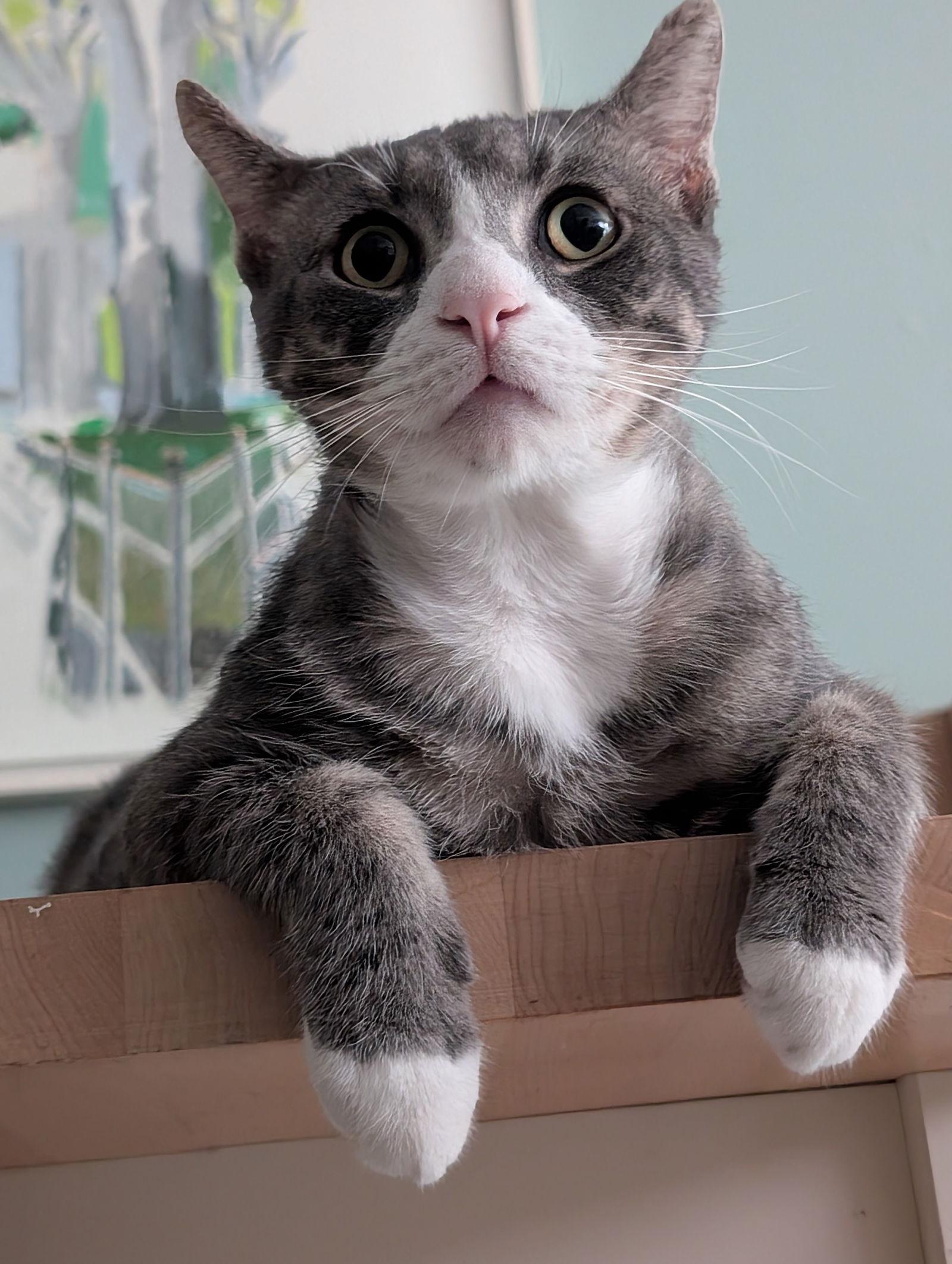 Enlarge Joey, a Adoptable Domestic Short Hair in Brooklyn, NY image 2/3