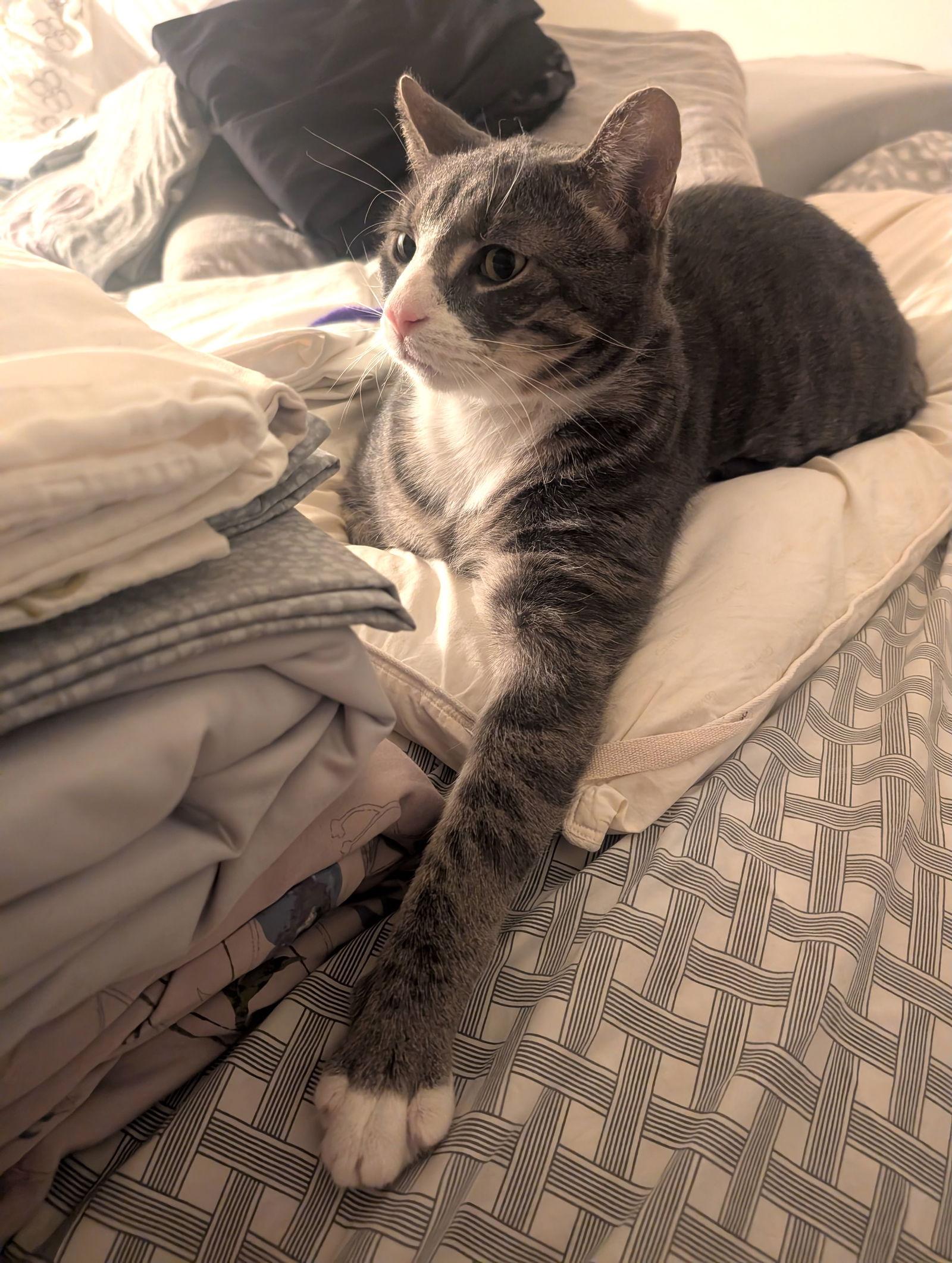 Enlarge Joey, a Adoptable Domestic Short Hair in Brooklyn, NY image 3/3