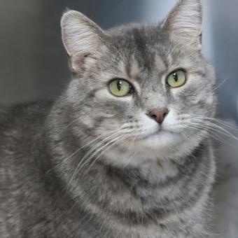 Enlarge Otto, an adopted Tabby in Minneapolis, MN image 2/6