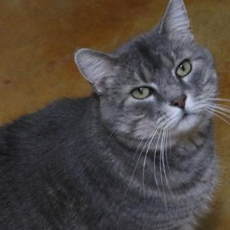 Enlarge Otto, an adopted Tabby in Minneapolis, MN image 6/6