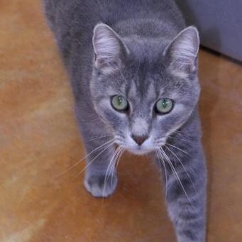 Enlarge Otto, an adopted Tabby in Minneapolis, MN image 4/6