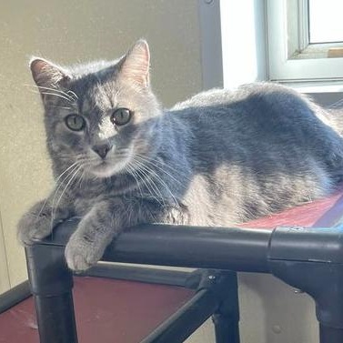 Enlarge Otto, an adopted Tabby in Minneapolis, MN image 5/6