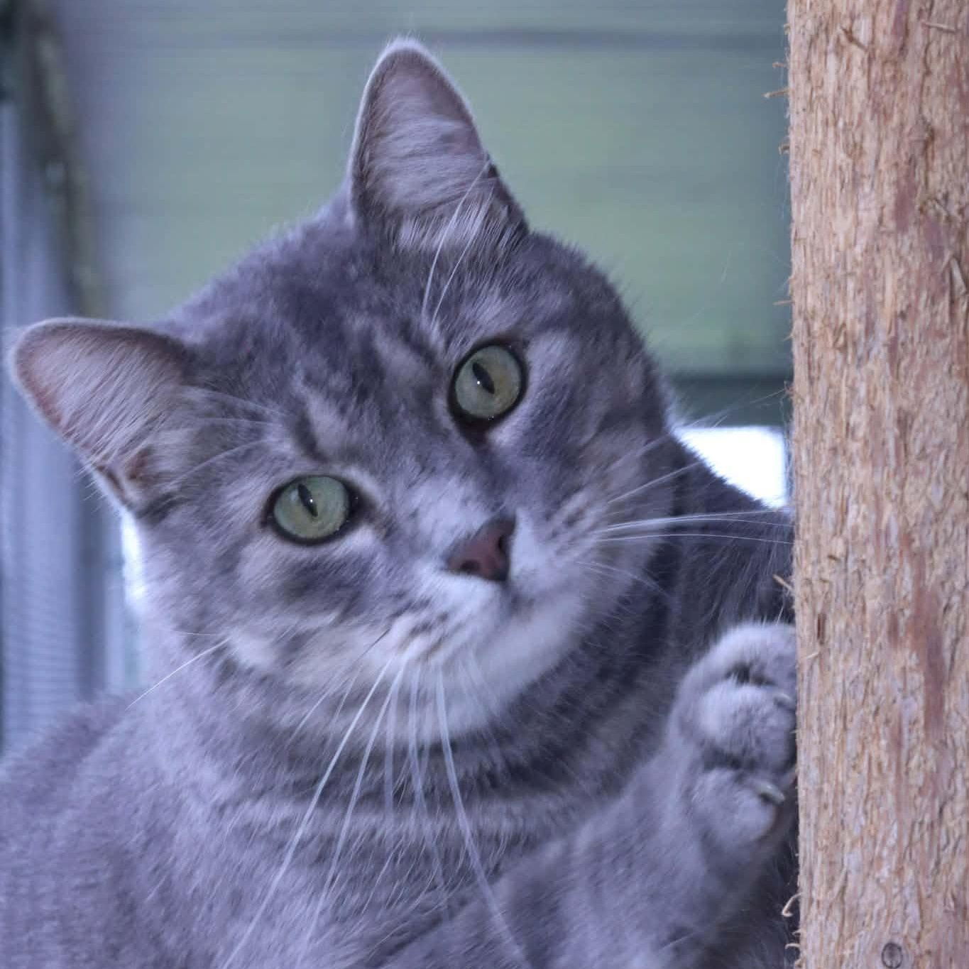 Enlarge Otto, an adopted Tabby in Minneapolis, MN image 1/6