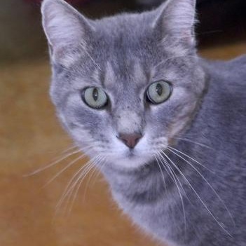 Enlarge Otto, an adopted Tabby in Minneapolis, MN image 3/6