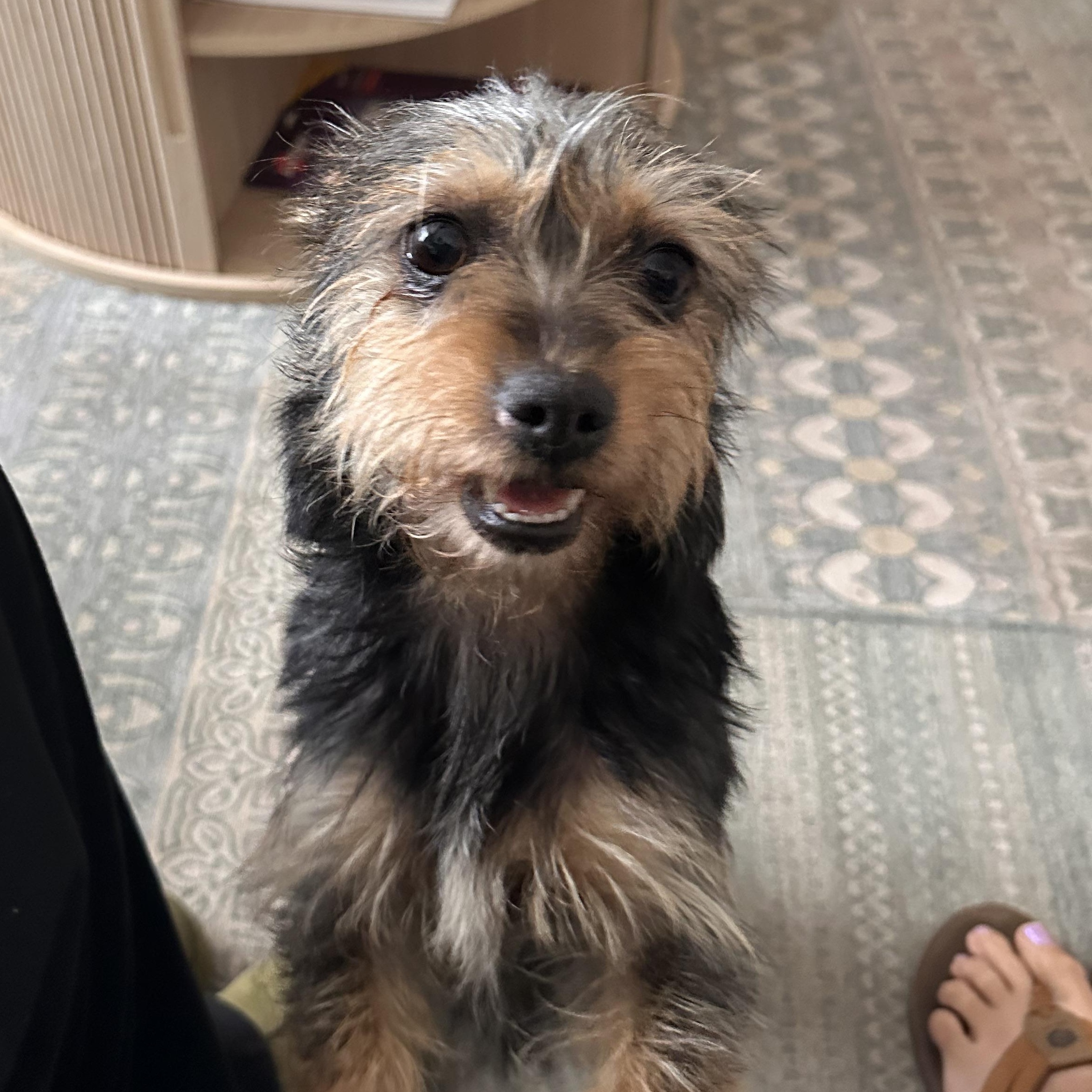 LULU, a ADOPTABLE mixed breed in Arroyo Grande, CA image 5/6