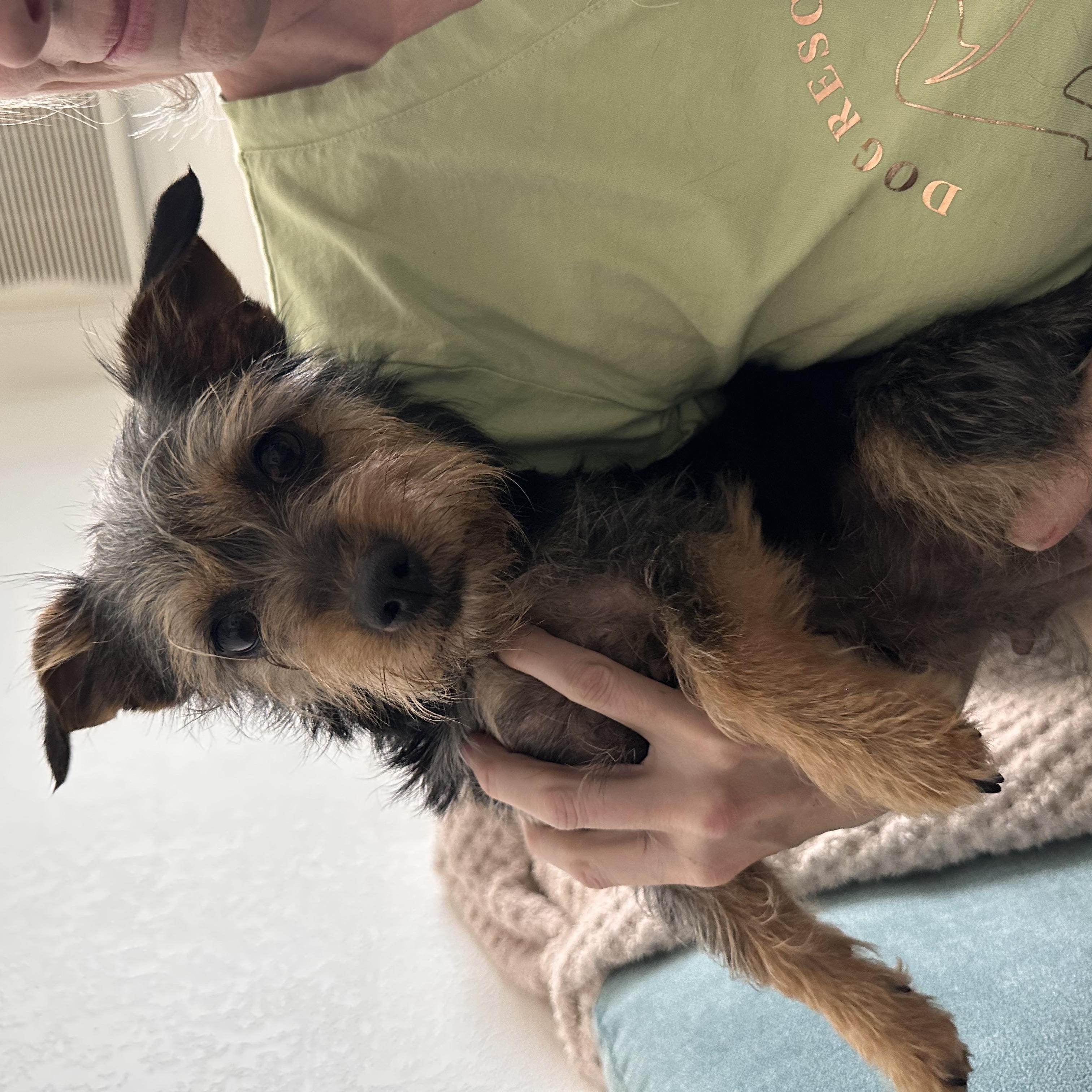 LULU, a ADOPTABLE mixed breed in Arroyo Grande, CA image 6/6
