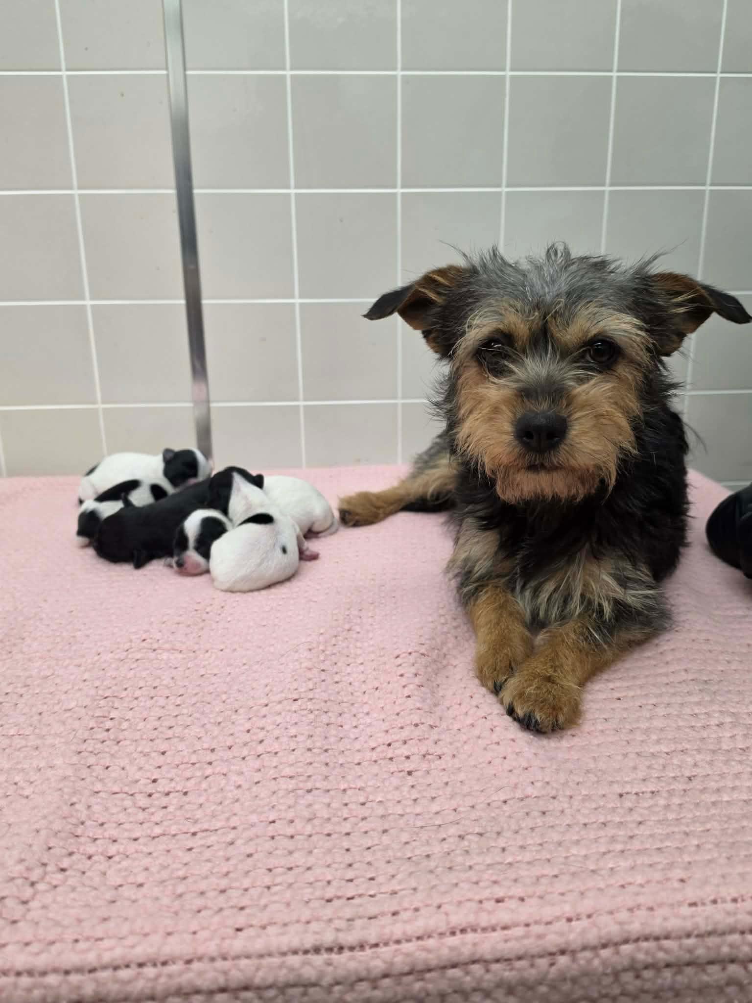 LULU, a ADOPTABLE mixed breed in Arroyo Grande, CA image 3/6