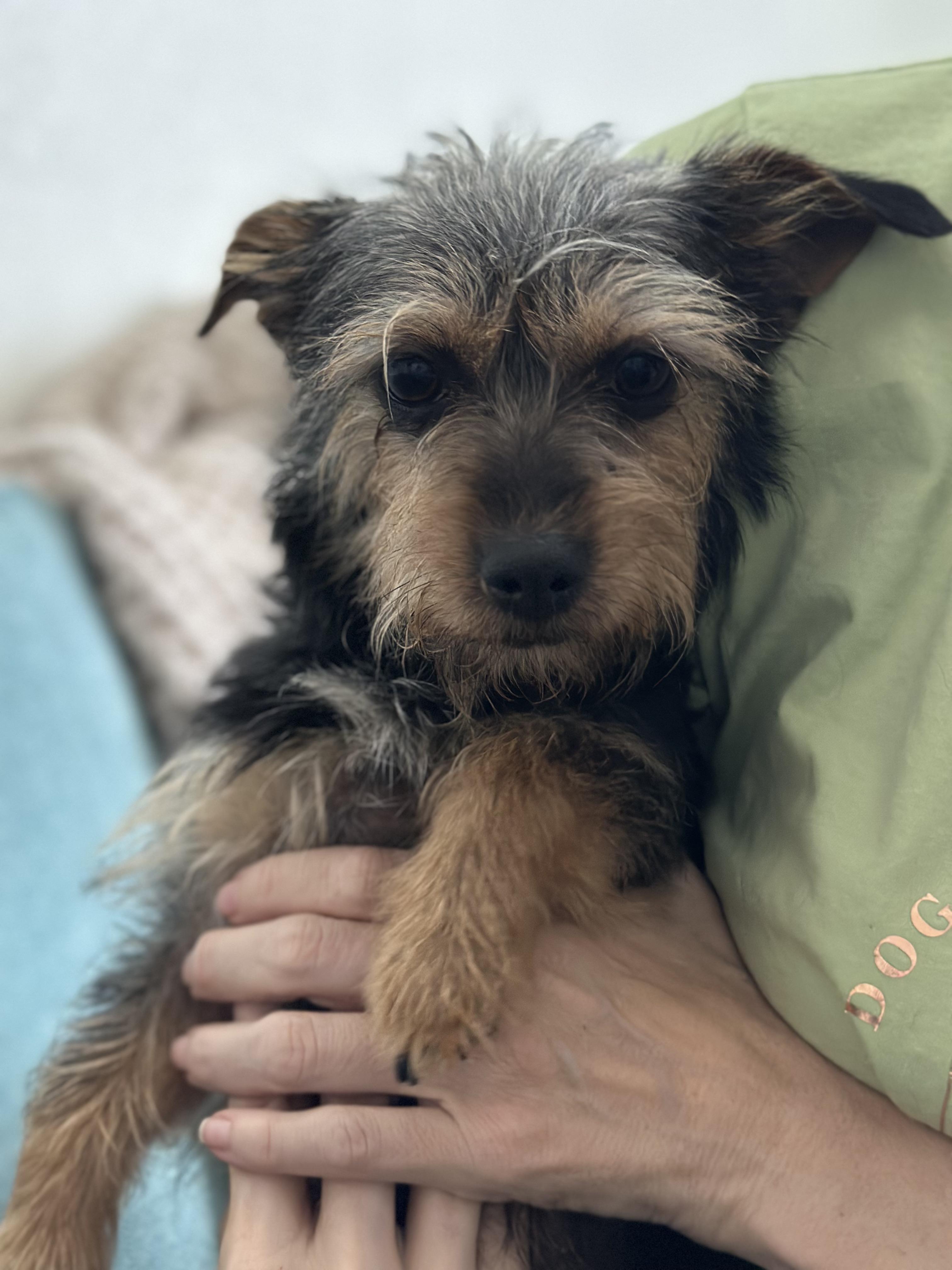LULU, a ADOPTABLE mixed breed in Arroyo Grande, CA image 1/6