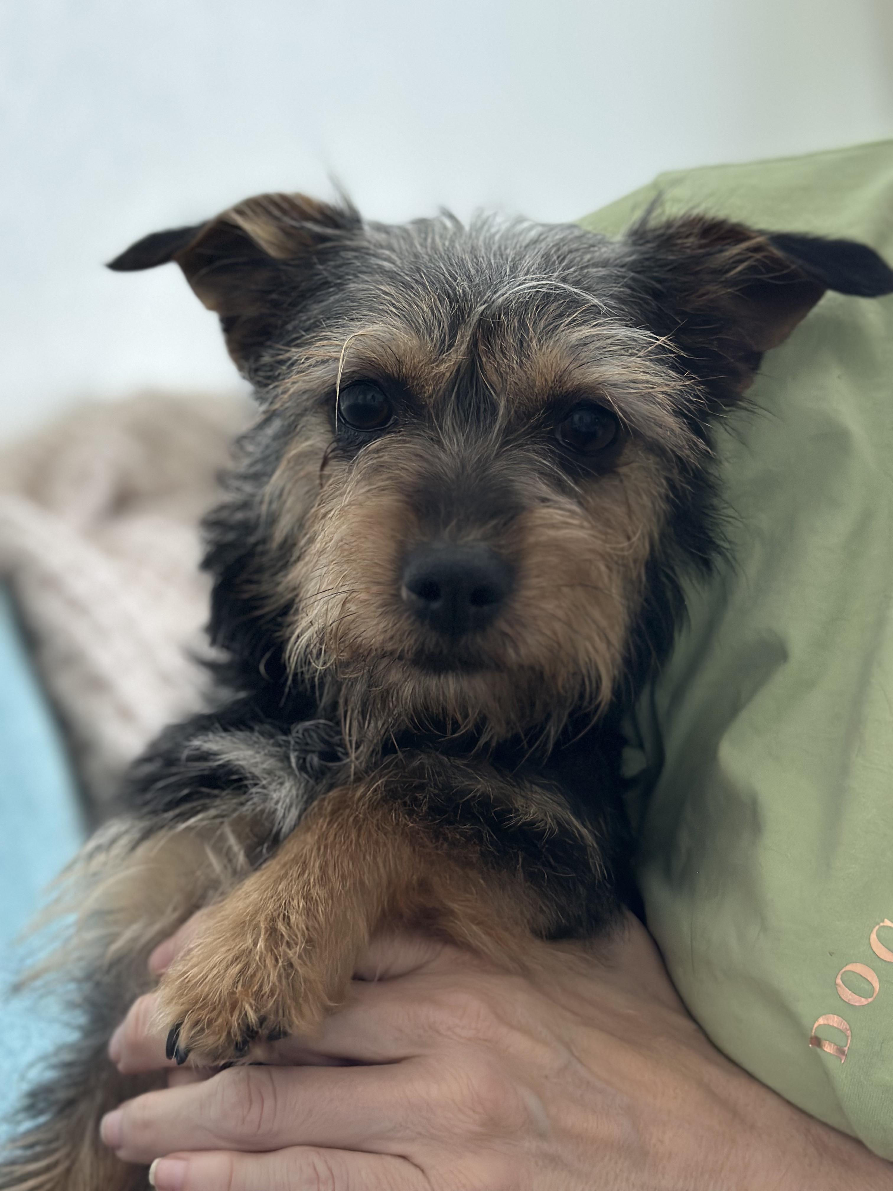 LULU, a ADOPTABLE mixed breed in Arroyo Grande, CA image 4/6
