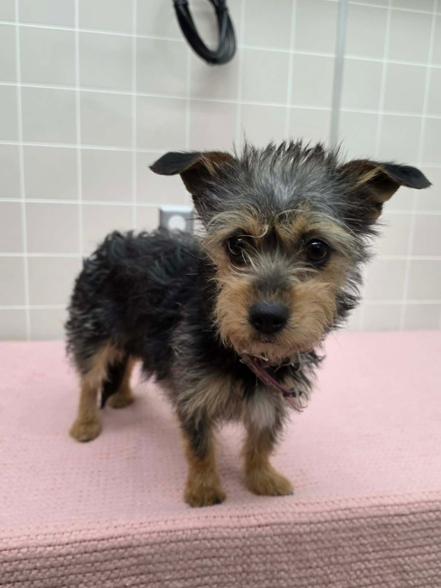 LULU, a ADOPTABLE mixed breed in Arroyo Grande, CA image 2/6