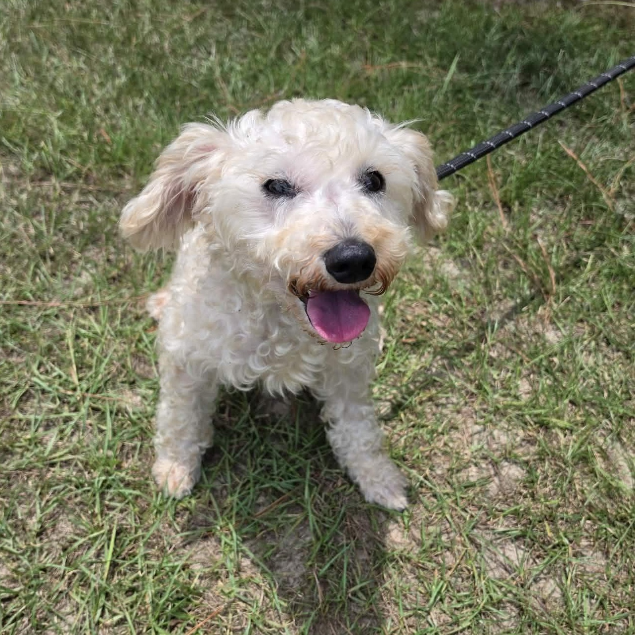 Enlarge Asher, a Adoptable Miniature Poodle in Farmington, CT image 3/5