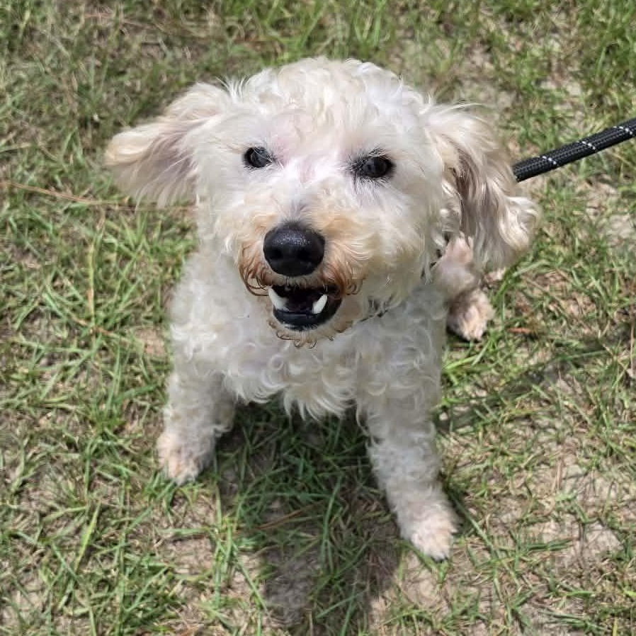 Enlarge Asher, a Adoptable Miniature Poodle in Farmington, CT image 5/5