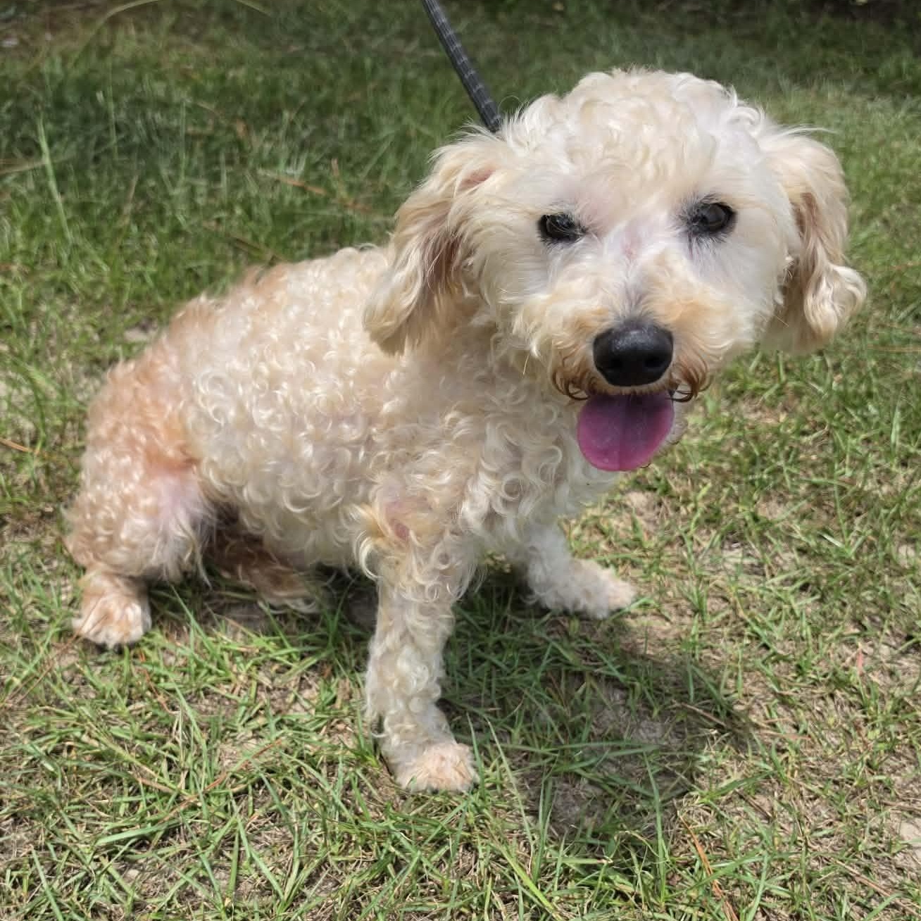 Enlarge Asher, a Adoptable Miniature Poodle in Farmington, CT image 2/5